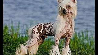 Китайская хохлатая собака (Chinese Crested Dog). Породы собак(Dog Breed)