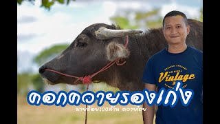 EP.75 ตำรวจเลี้ยงควาย คอกควายรองเก่ง เมืองอุดรธานี #นายฮ้อย100ล้าน