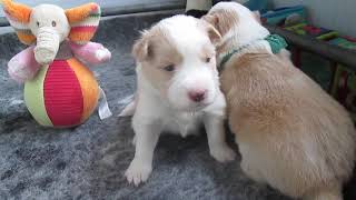 A-nest 2 week puppy filmpje 10 Febr. 2020