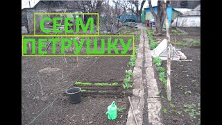 Посев петрушки обычной и необычной