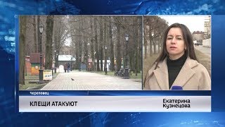 События Череповца: клещи, сертификаты на допобразование, торжественная линейка