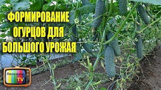 ФОРМИРОВАНИЕ ОГУРЦОВ ДЛЯ БОЛЬШОГО УРОЖАЯ