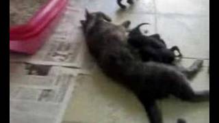 I miei 17 gattini appena nati, 3 cucciolate