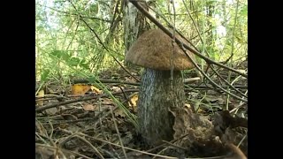 Грибная охота в июле