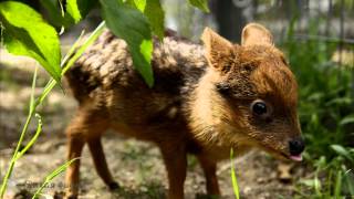 Пуду карликовый олень/Pudu, dwarf deer