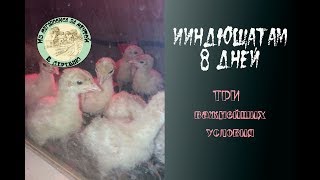 Индюшата ? с первых дней. Это важно знать! ☝