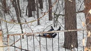 В Центральном районе Челябинска обнаружили труп молодой рыжеволосой девушки [LIFECORR | 400 RUB]
