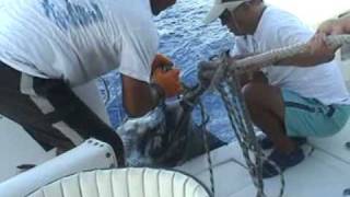 Marlin Azul - 464 Kg / 1022 Lbs