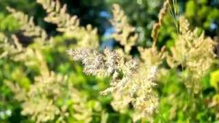 Футаж Трава 1080 HD скачать бесплатно/