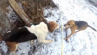 охота с гончими 2.11.2019.голоса гончих