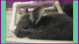 BLACK CHINCHILLA RUNNING WHEEL
