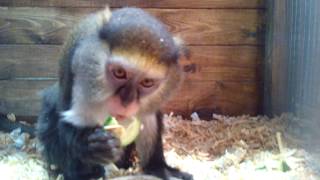 ОБЕЗЬЯНА ест ОГУРЕЦ (мартышка кушает огурцы) Monkey eats cucumber