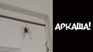АНЕКДОТ ПРО ДЕВУШКУ И ПАУКА!