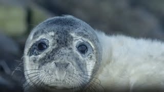 Killer Seals