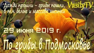 По грибы в Подмосковье 29 июня 2019 г. Дожди прошли – грибы пошли, в т.ч. белые и массово лисички