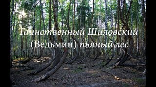 Таинственный Шиловский пьяный лес