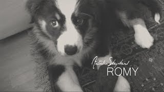 » Australian Shepherd Romy « | 2 YEARS ♥