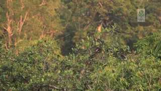 DISCOVER BORNEO.GUNUNG PALUNG NATIONAL PARK