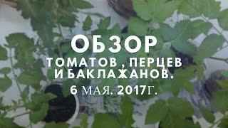 Обзор рассады: томатов, перцев, баклажанов