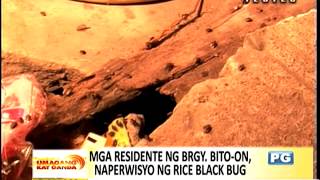 WATCH: Rice black bugs infest Iloilo community