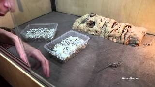 Baby Bearded Dragons First Time In Enclosure