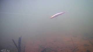 Китайская копия воблера ZipBaits Orbit 110 SP от YTQHXY (подводная съемка)