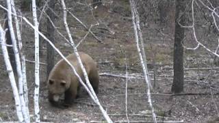 Monster blonde phase black bear shot in northern Saskatchewan.
