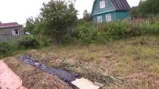 посадка картофеля под сено на целине-1