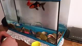 Come dare da mangiare ai pesci nell'acquario