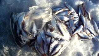 Улов Клев Зимняя рыбалка. Уклейка. Ижевск. Winter fishing