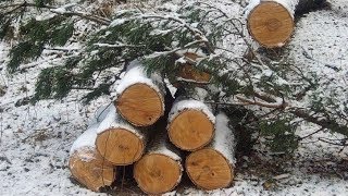 Чёрный лесоруб из Кондинского района нарубил дров на 60 миллионов рублей