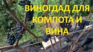 Этот виноград создан во Франции специально для компота и вина. Виноград Леон Мийо обзор.
