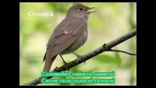 Караоке "Соловейко" Музика А. Філіпенка, сл. Г. Бойка (минус со словами)