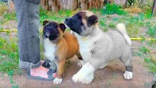 Супер смешные щенки. Американская Акита 2 месяца.Funny puppies. American Akita 2 month. Odessa.