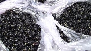 Заморозка шелковицы просто вкусно полезно