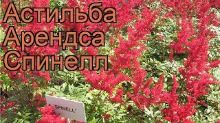 Астильба арендса Спинелл (spinell) ? обзор: как сажать, рассада, саженцы астильбы Спинелл