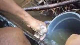 Pescaria da Piaba.Veja como se pesca a Piaba para Isca em Viseu-pa.