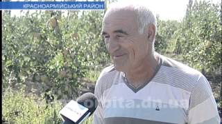 В Ульяновке отличный урожай яблок