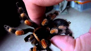 Домашний паук-птицеед brachypelma smithi