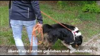 Leinenführung - Leinenaggression