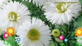 Астра новобельгийская Вайт Ледиз. Краткий обзор, описание aster novi-belgii White Ladies
