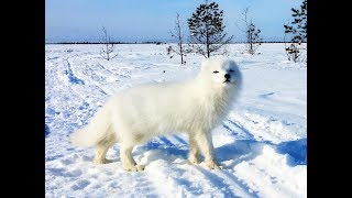 Песец-3: Возвращение пушистика! \ Arctic fox: the return of fluffy