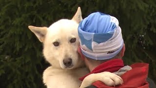 Памяти любимого пса. Чехия принимает гонки на собачьих упряжках