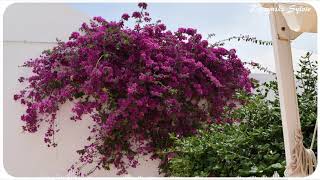 *♥* Hôtel Sentido Palm Azur (Djerba plage) ★•.•´¯`•.•★
