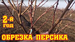 Правильная обрезка персика / 2-ой год после посадки