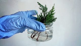 ❀ Укоренение Можжевельника в песке � Что укоренить осенью �