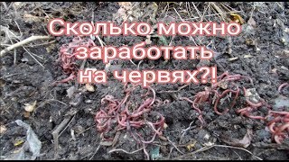 Сколько можно заработать на червях?! Черви для рыбалки как бизнес.