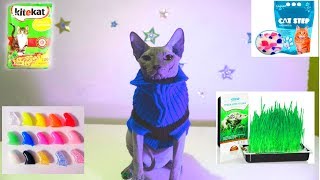 Как ухаживать за кошкой сфинксом / чем кормить / Афоне 1 год!!! канадский сфинкс