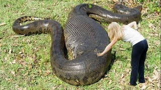 UNBELIEVABLE Facts About Snakes