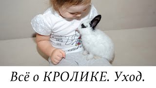 КРОЛИК - ПЛЮСЫ и МИНУСЫ. УХОД за кроликом. Наша Масяня ?